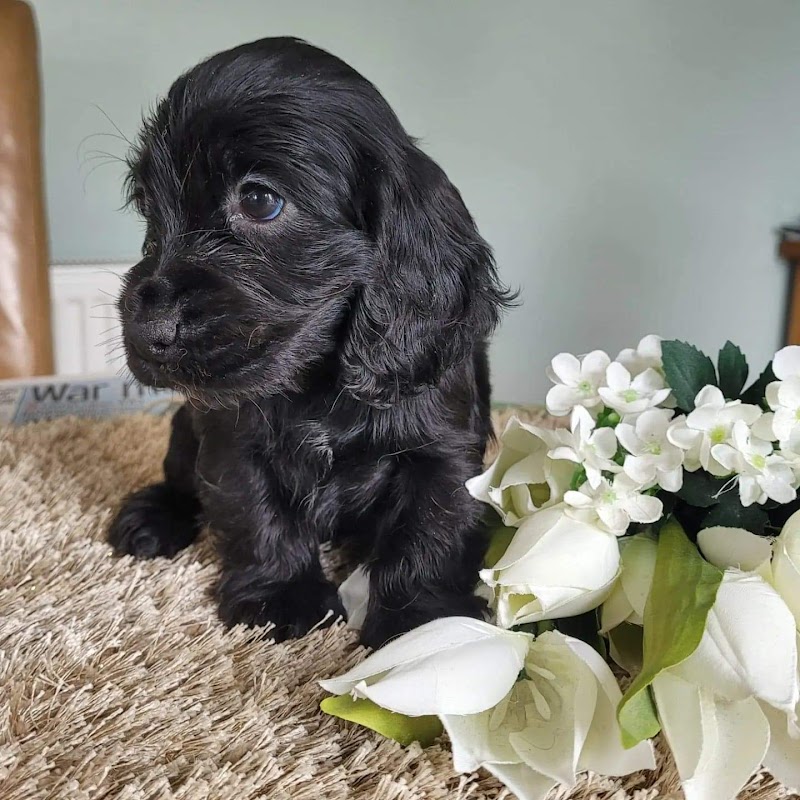 1st choice pups photo 3