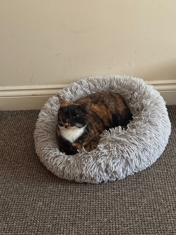 Monday Cattery photo 3