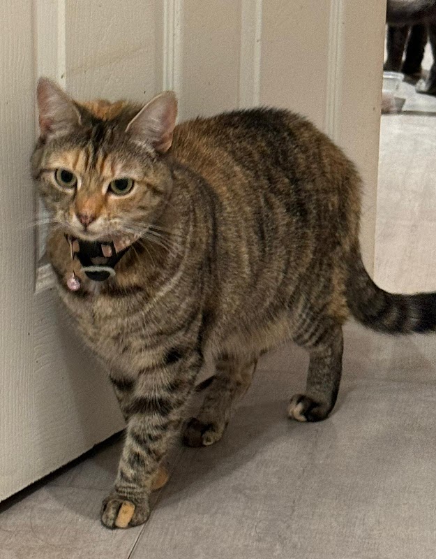 Monday Cattery photo 2