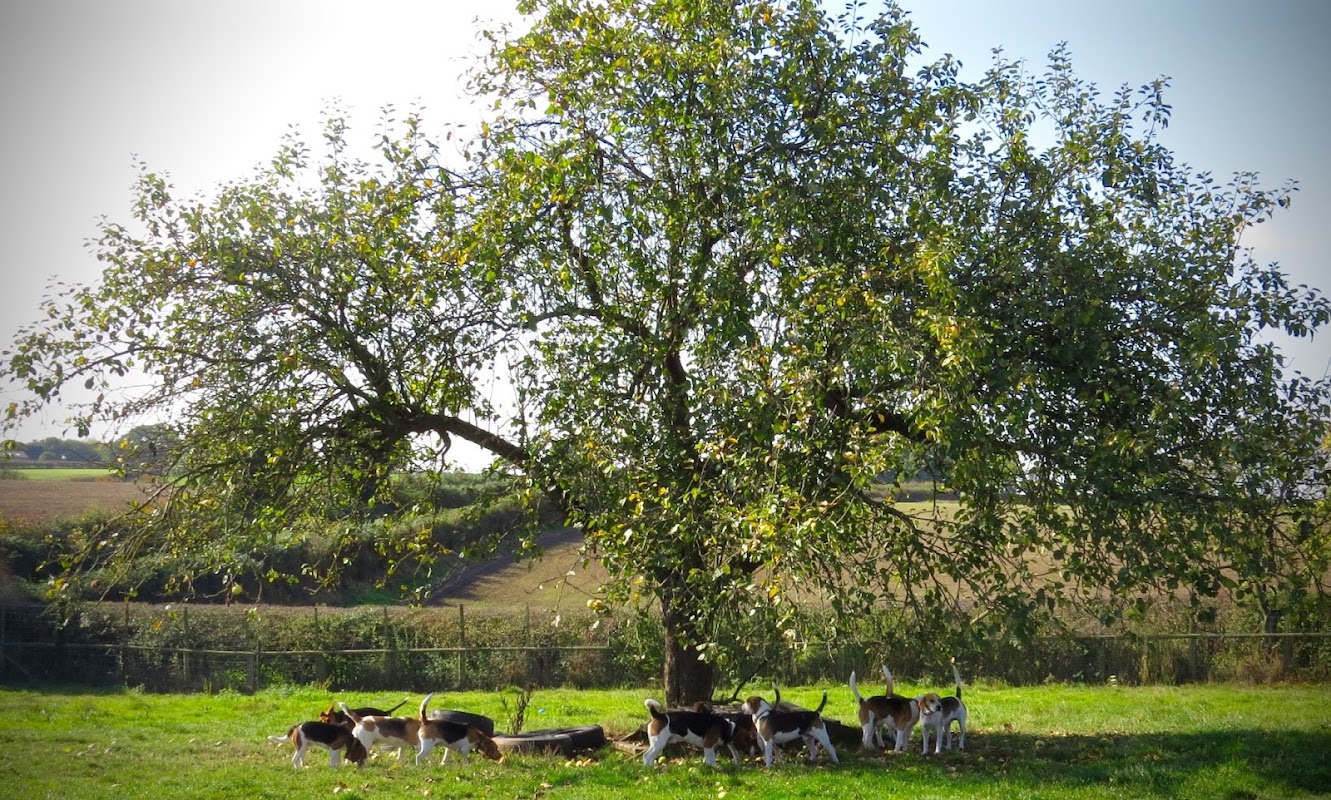 Beagle Welfare