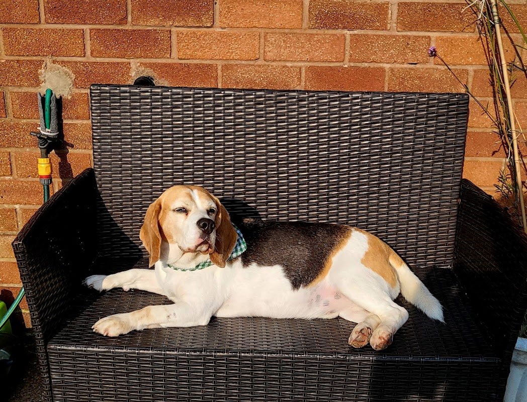 Beagle Welfare photo 3