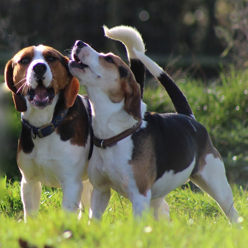Beagle Welfare photo 1