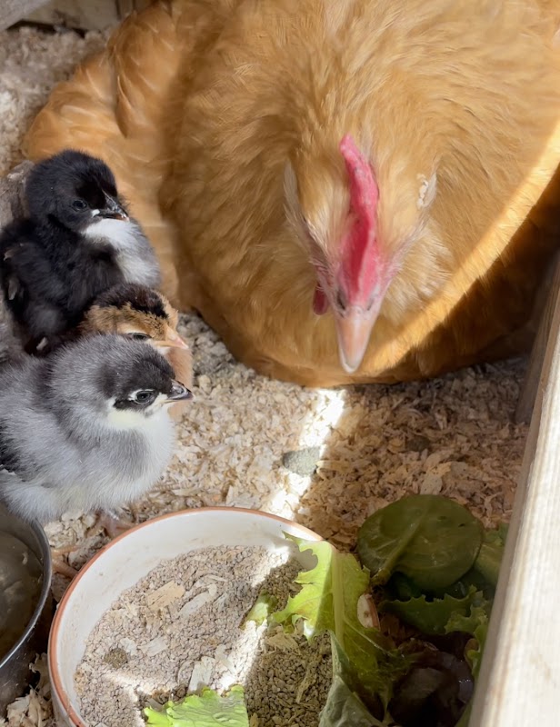 Fulbrook Feathers Hatchery photo 2