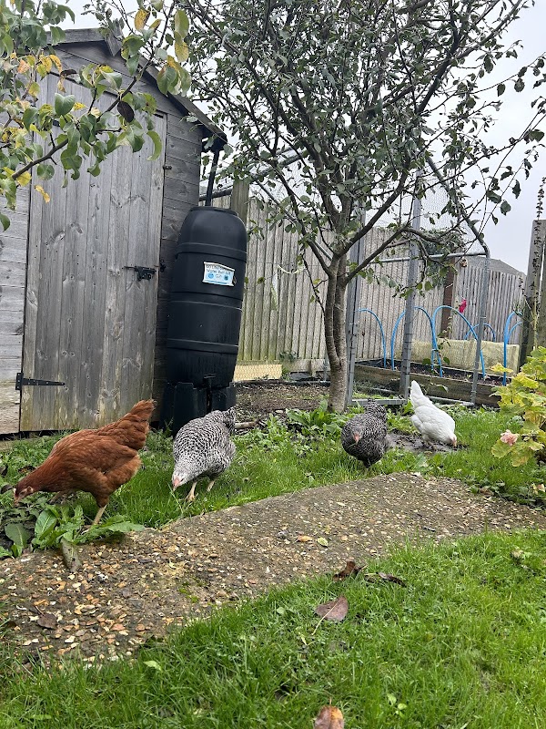 Fulbrook Feathers Hatchery photo 3