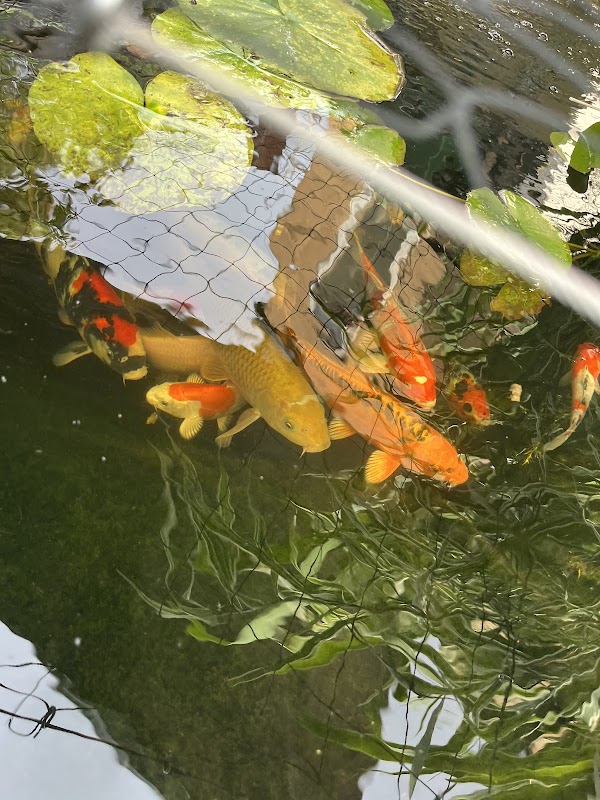 koi Direct photo 1
