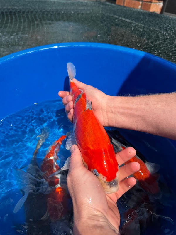 koi Direct photo 3