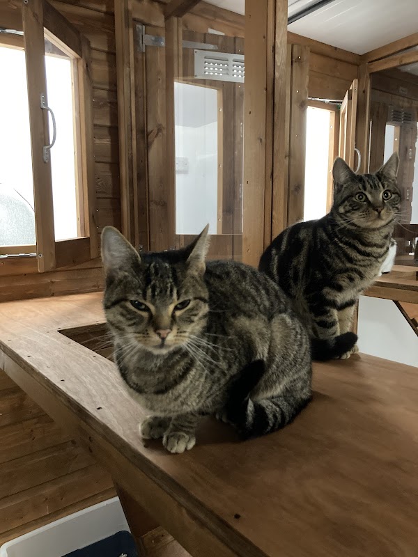 Pipers Bath Cattery