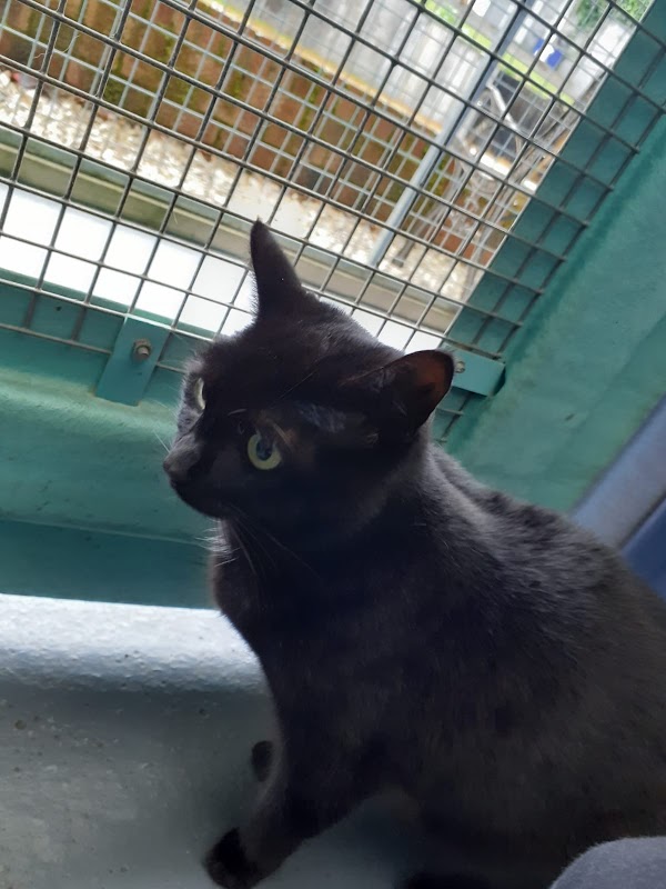 Top Cats Cattery Hemingfield photo 2