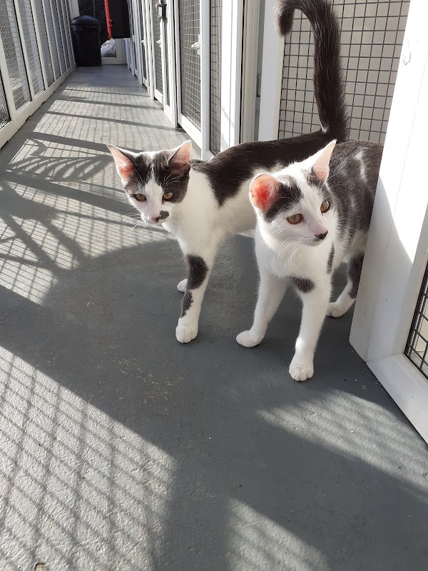 Top Cats Cattery Hemingfield photo 1