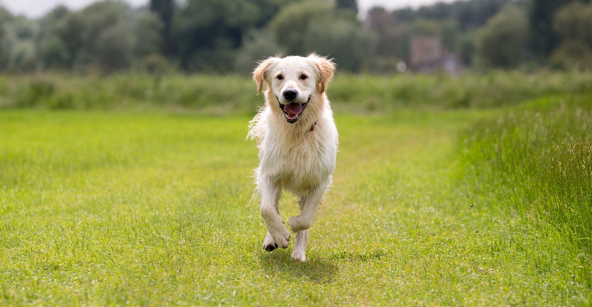 My Best Friend Dog Care Burntwood