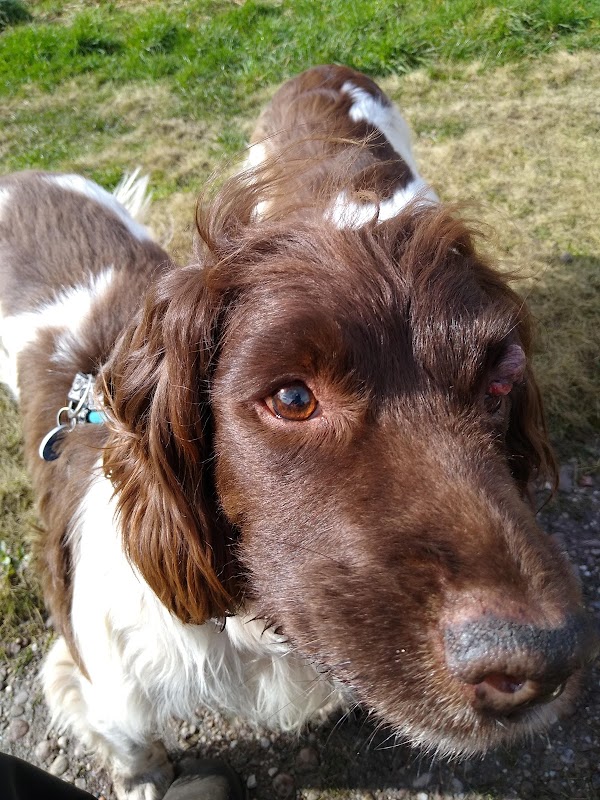 My Best Friend Dog Care Burntwood photo 1