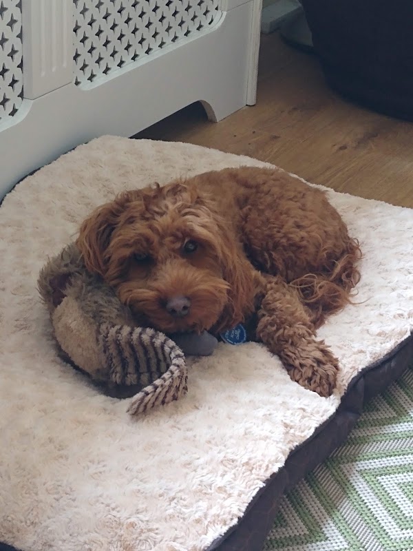 My Best Friend Dog Care Burntwood photo 3