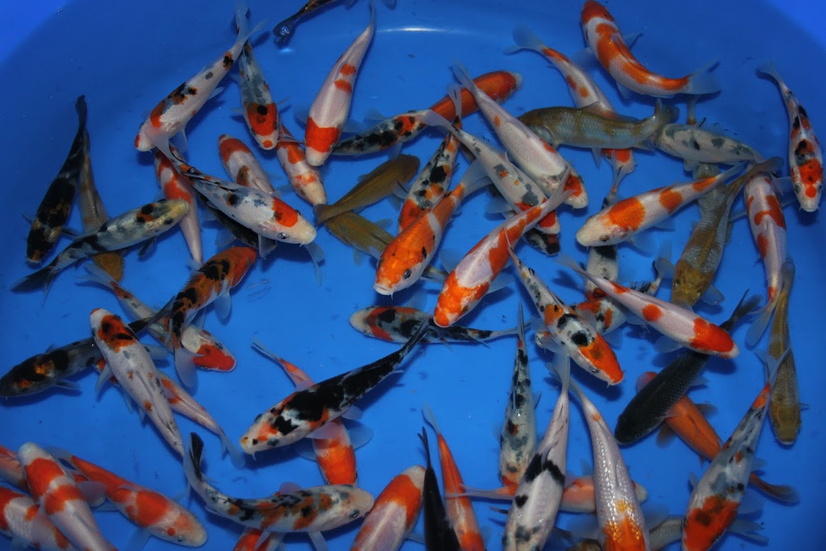 Cuttlebrook Koi Farm