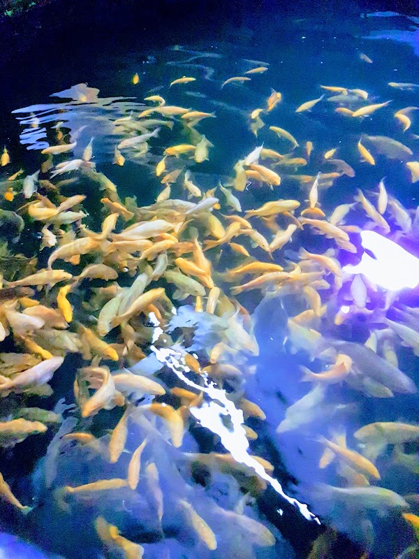 Cuttlebrook Koi Farm photo 3