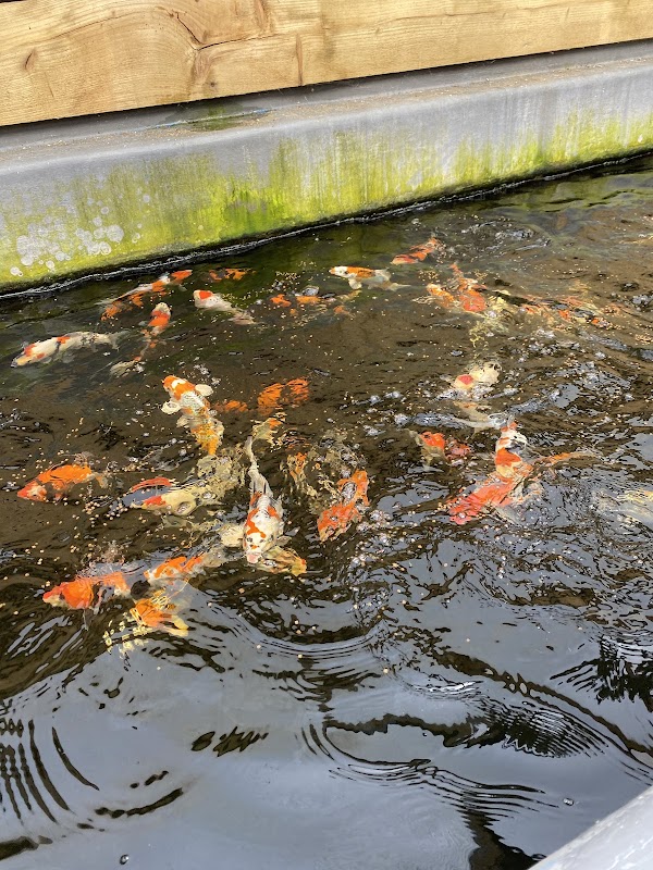 Cuttlebrook Koi Farm photo 1
