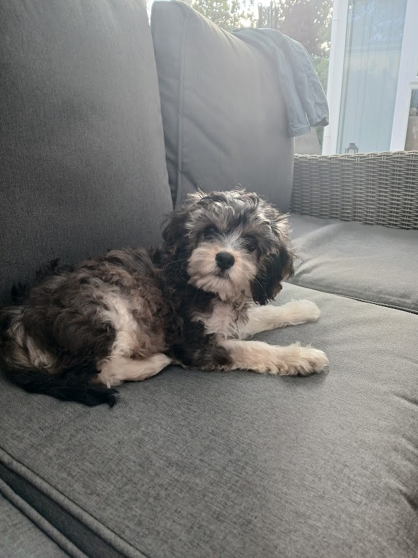 Owerdog photo 1