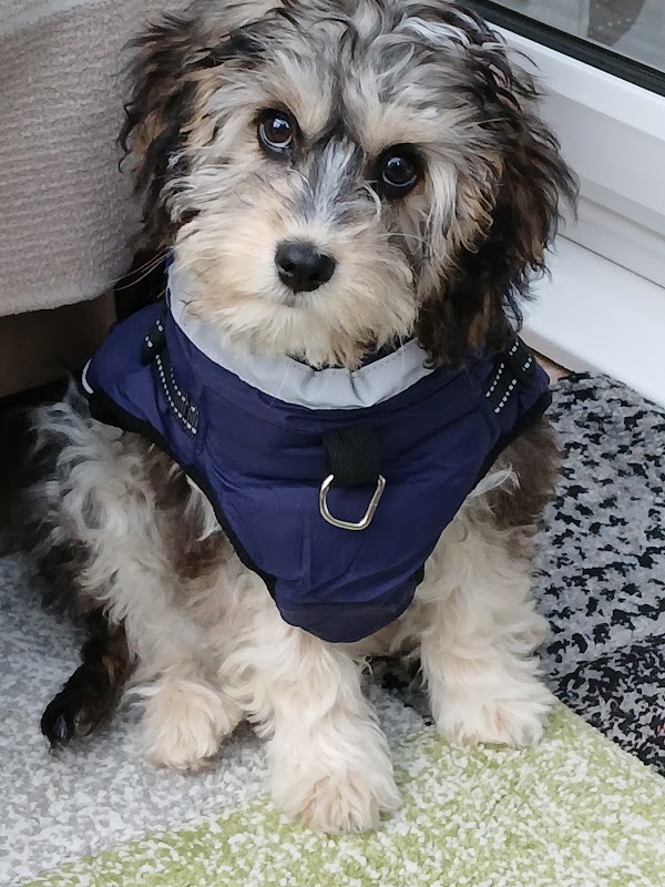 Owerdog photo 3