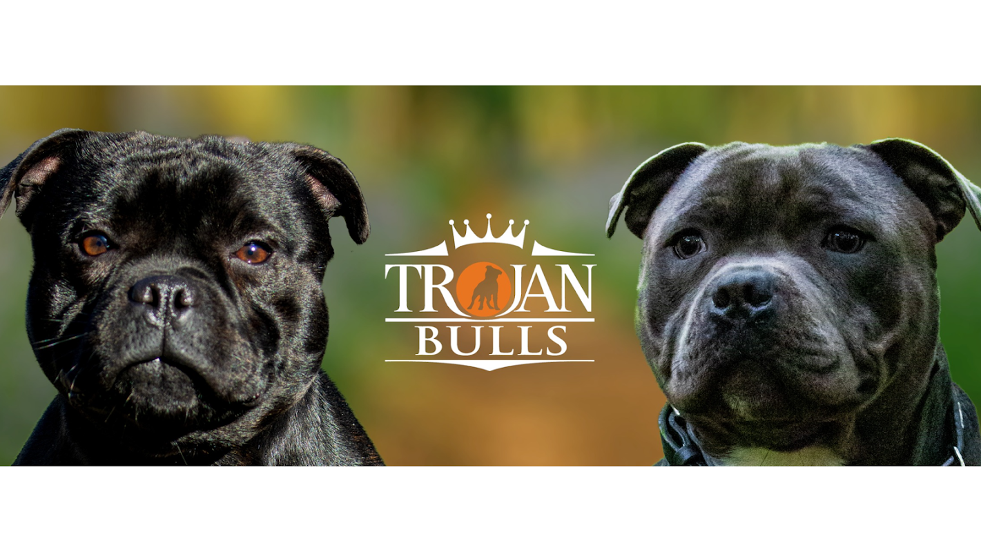 Trojanbulls Staffordshire bull terrier licenced breeder and Champion stud dogs