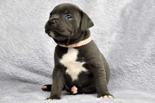 Trojanbulls Staffordshire bull terrier licenced breeder and Champion stud dogs photo 1