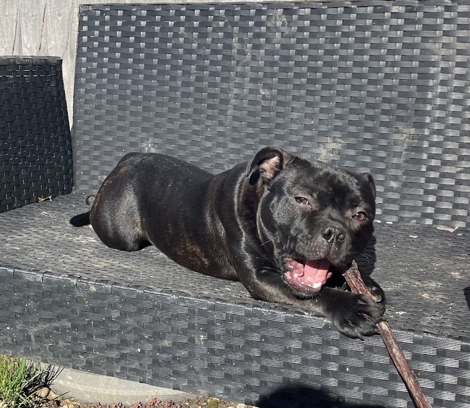 Trojanbulls Staffordshire bull terrier licenced breeder and Champion stud dogs photo 3