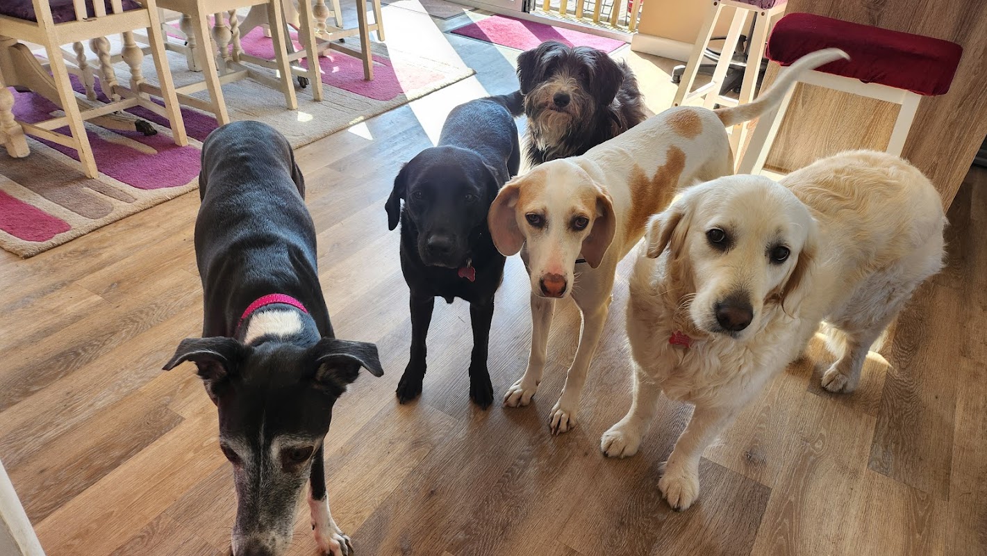 The Dog House