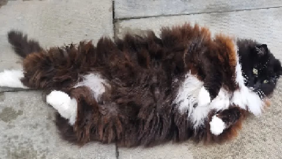 Mr T's Cattery