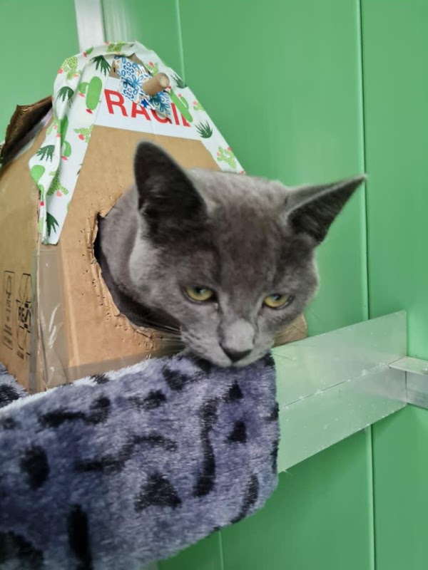 Mr T's Cattery photo 1