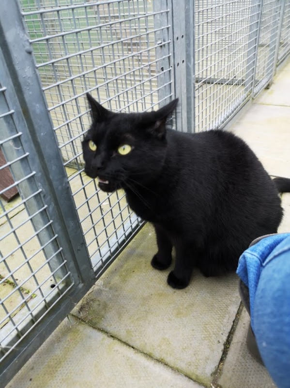 Mr T's Cattery photo 3