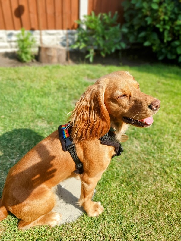 Dogs Behaving Gladly Training photo 2