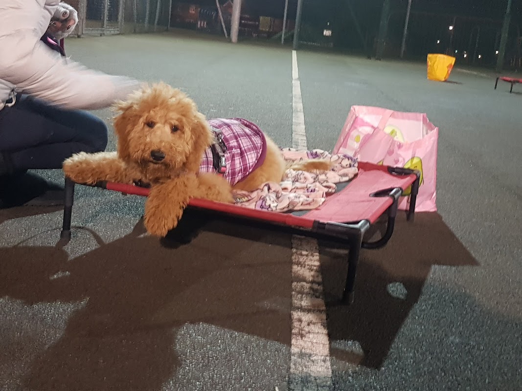 Dogs Behaving Gladly Training photo 3