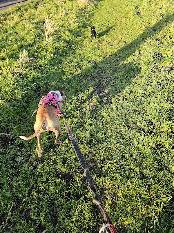 Ash House Kennels & Farm Airstrip photo 3