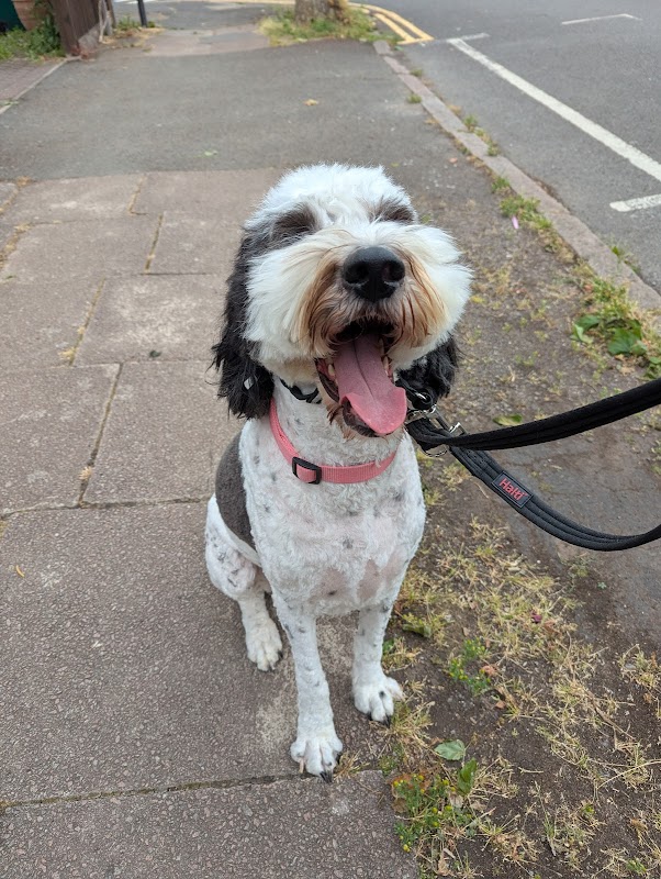 Coventry Poodle & All Breeds Parlour photo 1