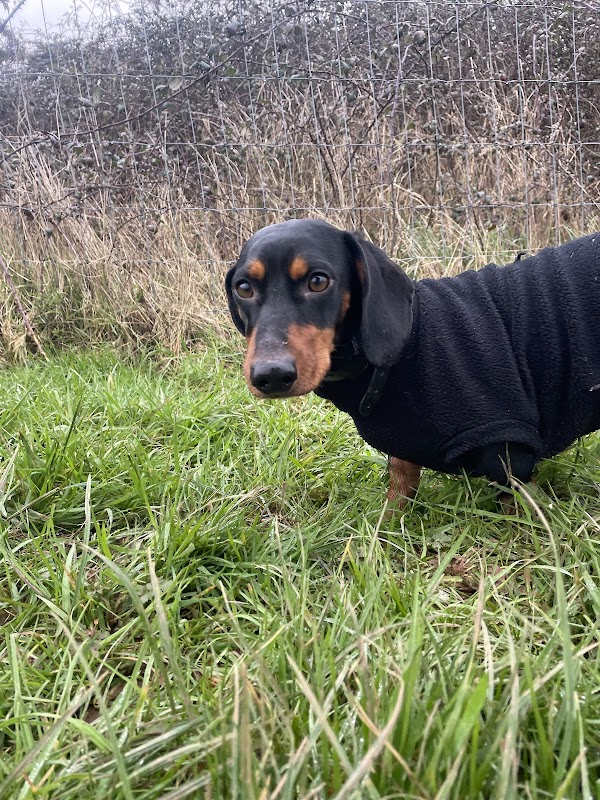 VIP dog days — breeder photo