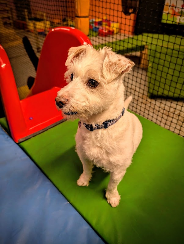 VIP dog days photo 2
