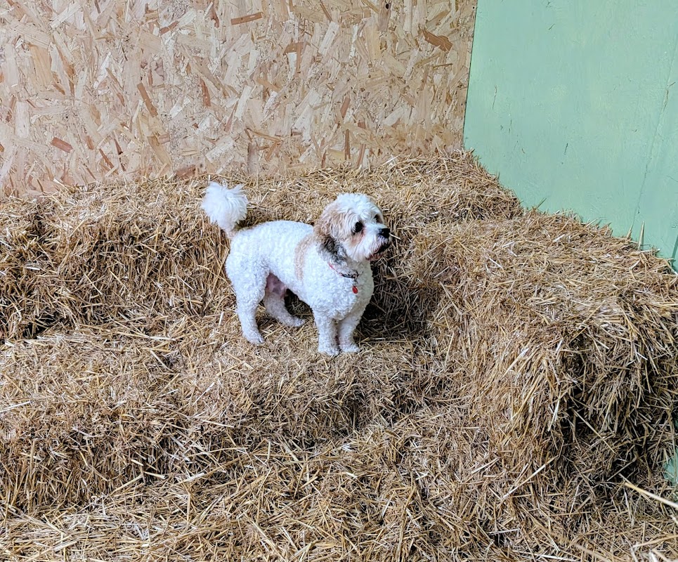 VIP dog days photo 3