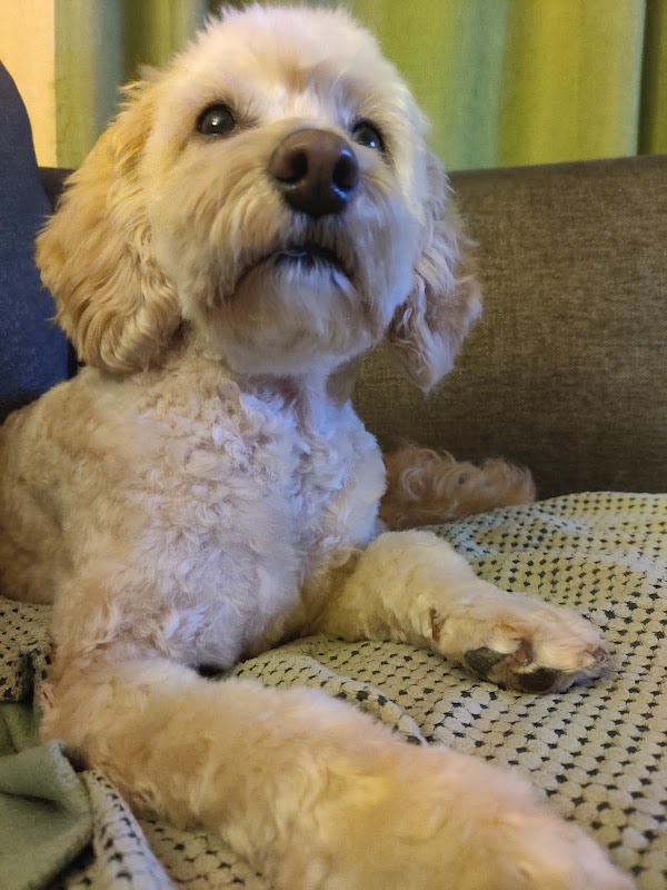 SquishyDog - Canine Breeder Services photo 3