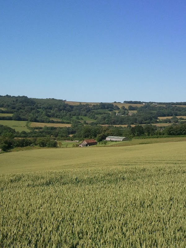 Bluebell Country Kennels photo 3