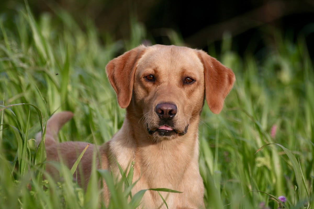 Auchencloch Labradors