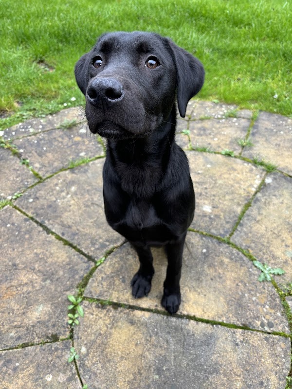 Auchencloch Labradors photo 2