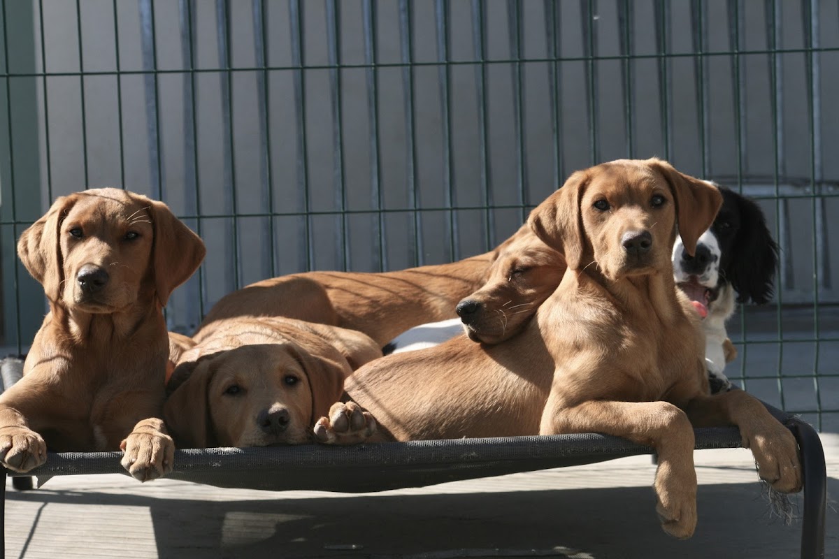 Auchencloch Labradors photo 3