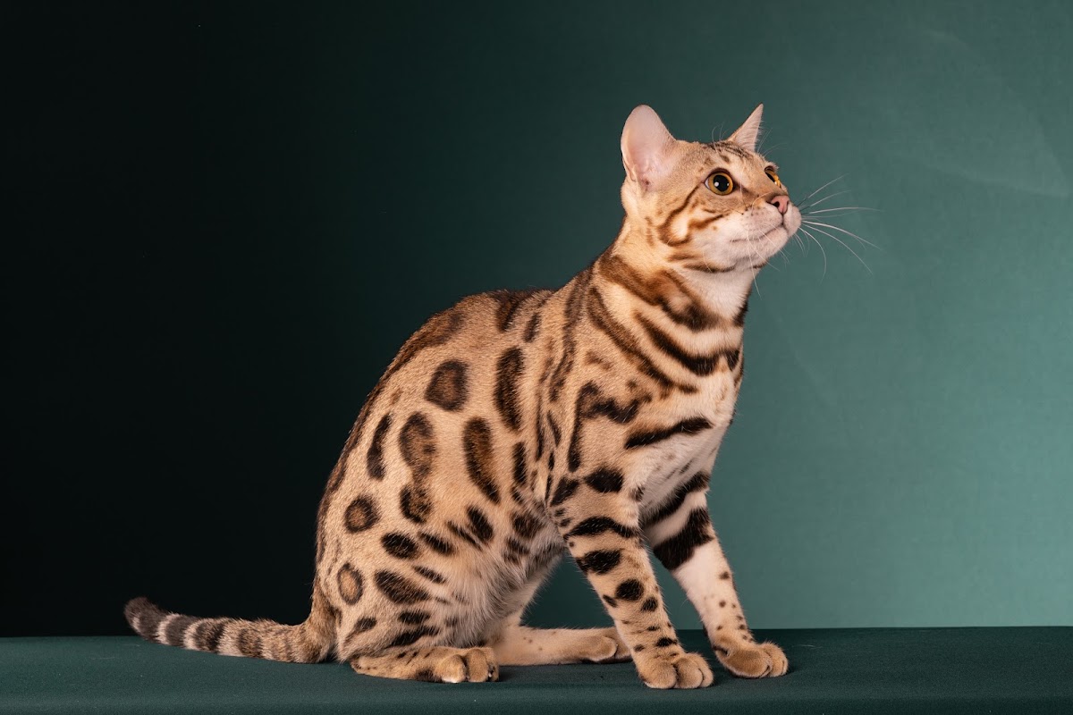 Hobs House Bengals