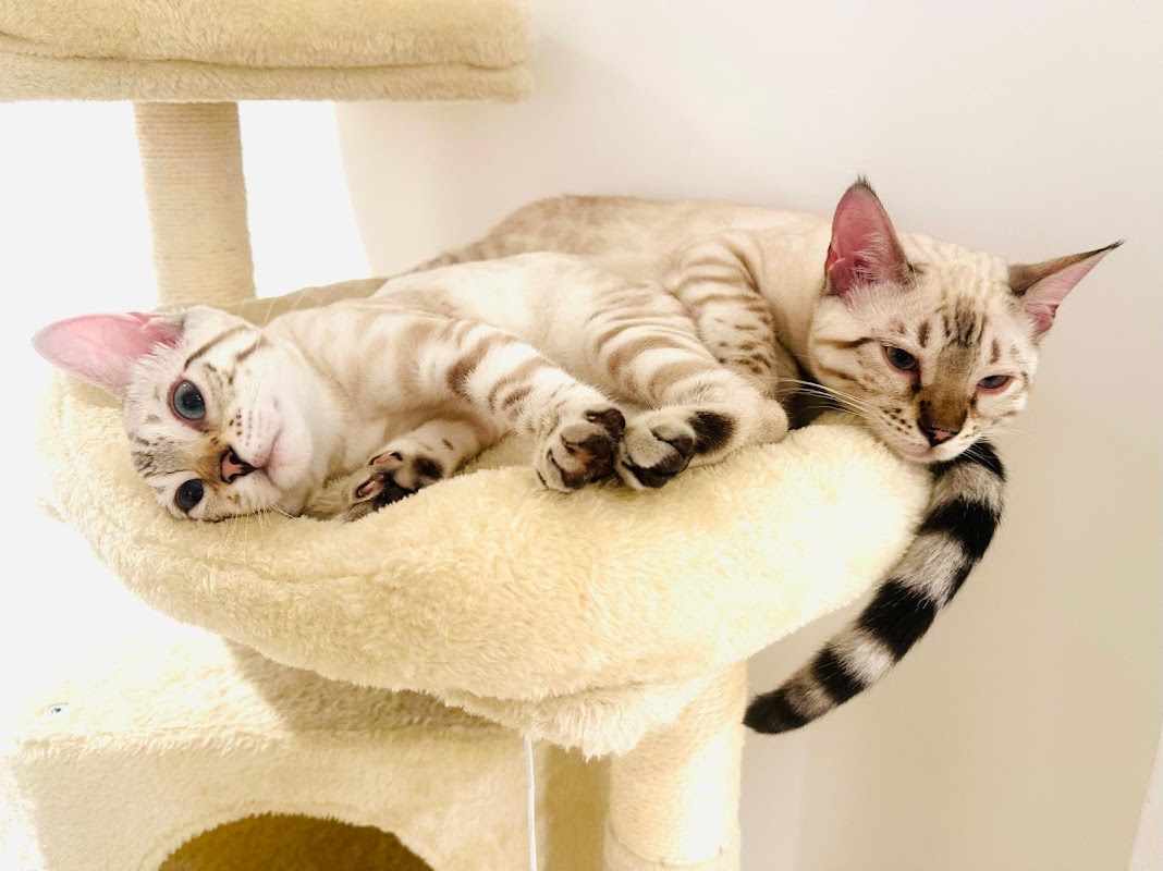 Hobs House Bengals photo 1