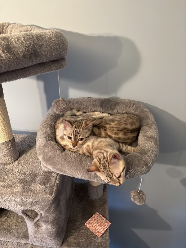 Hobs House Bengals photo 3