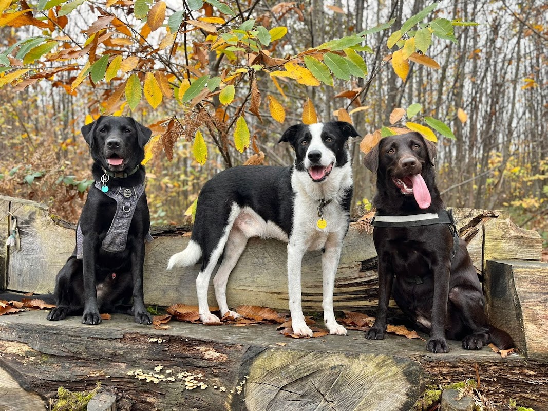 Canine Crew Billingshurst — breeder photo