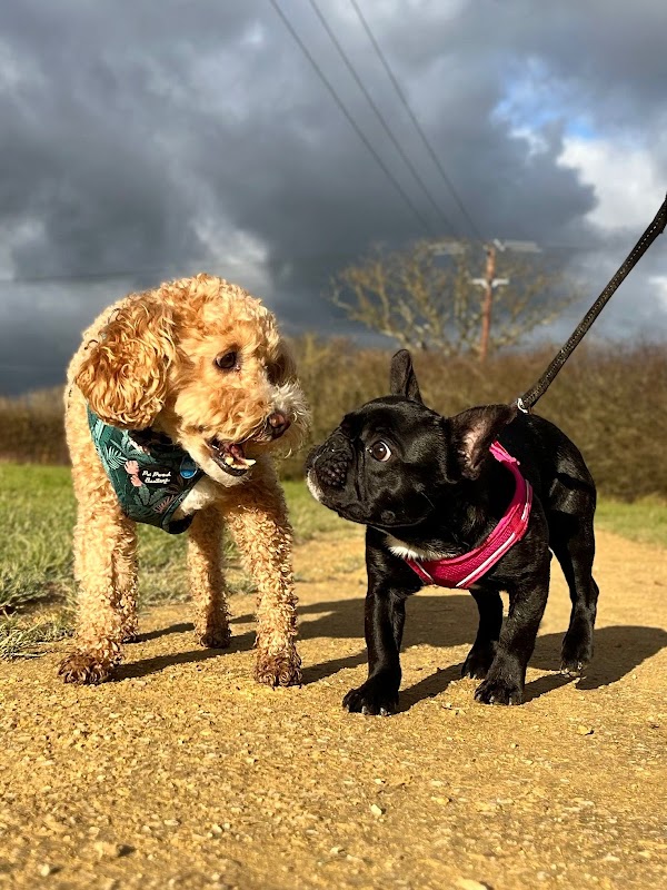 Canine Crew Billingshurst photo 2
