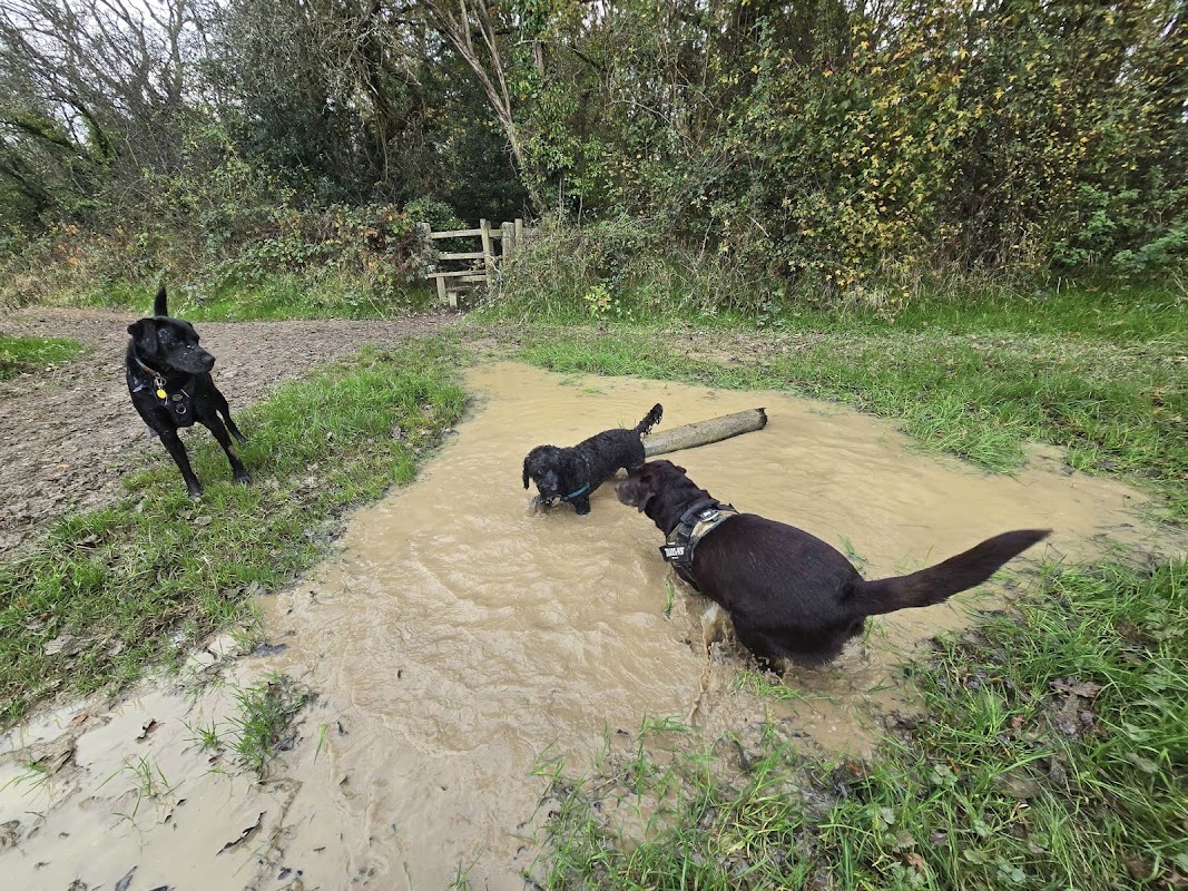 Canine Crew Billingshurst photo 3