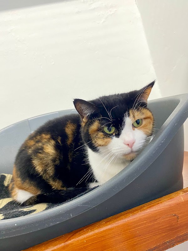 The Gables Cattery photo 1