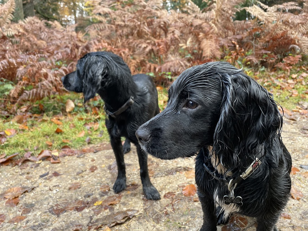 AC Gundogs photo 2