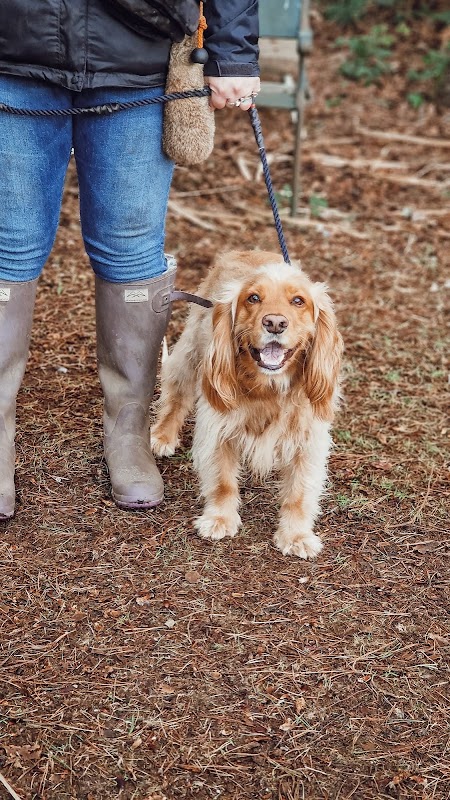 AC Gundogs photo 3