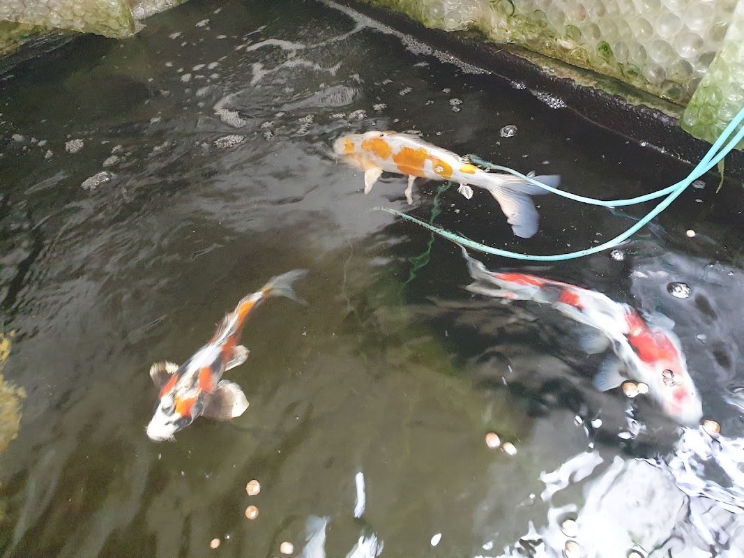 Maple Koi photo 2